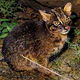Illustration for article titled Caturday - Prionailurus bengalensis iriomotensis Edition